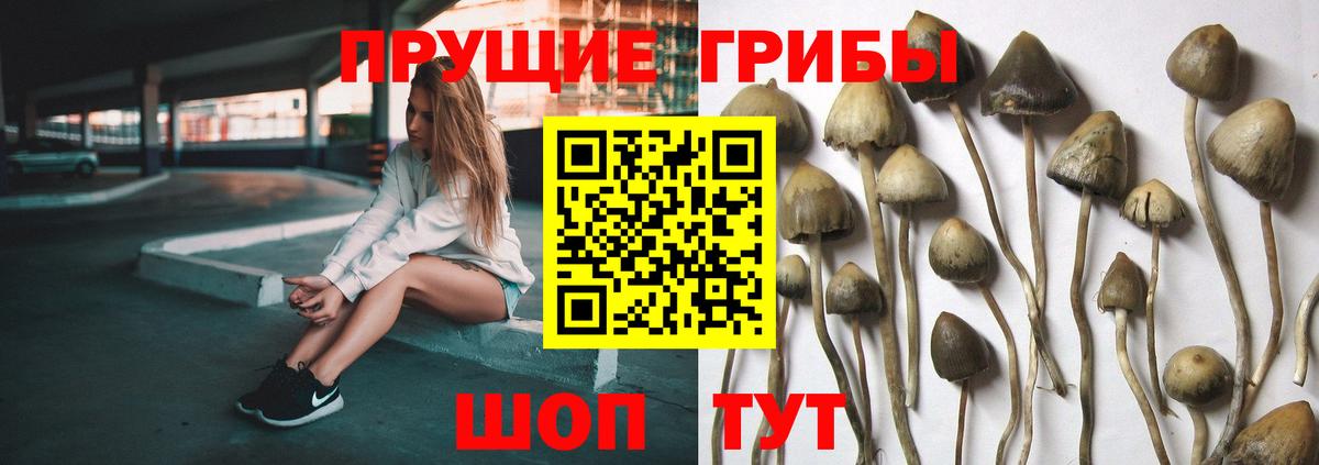 Псилоцибиновые грибы GOLDEN TEACHER Нягань
